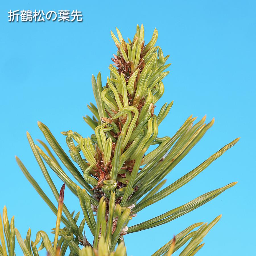 盆栽 折鶴松 接ぎ木3年生 オリヅルマツ 黒松 クロマツ 小品盆栽 ミニ