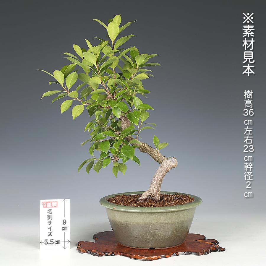 がじゅまる盆栽育成用 盆栽 がじゅまる ガジュマル 盆栽素材 希少樹種 中品盆栽 : 盆栽彩都