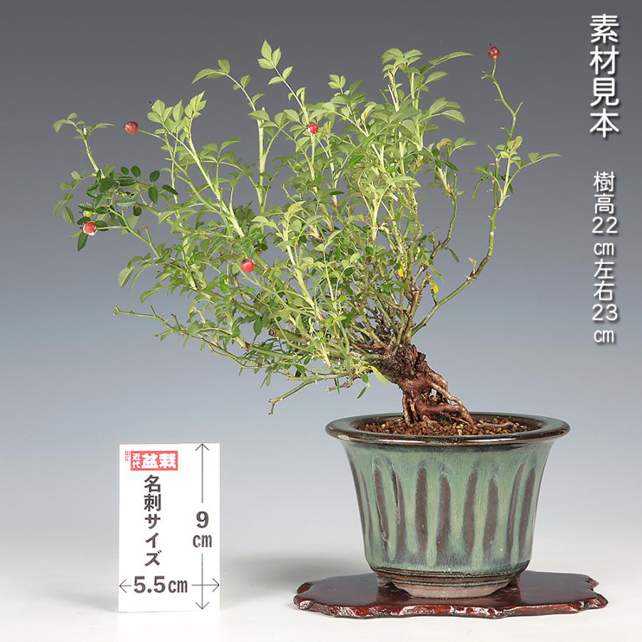 盆栽 野ばら 挿し木10年生 ノバラ 薔薇 花と実が楽しめる 花物盆栽