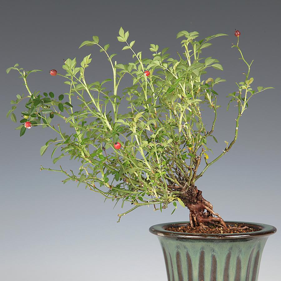 盆栽 野ばら 挿し木10年生 ノバラ 薔薇 花と実が楽しめる 花物盆栽