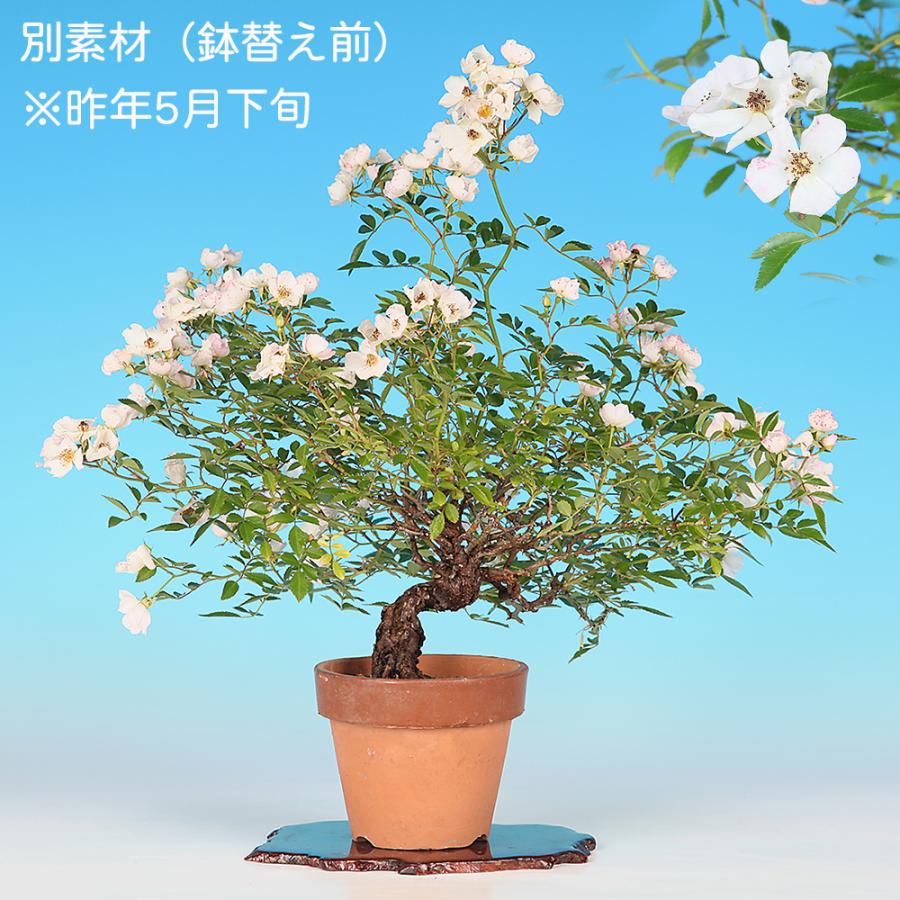 盆栽 野ばら 挿し木10年生 ノバラ 薔薇 花と実が楽しめる 花物盆栽