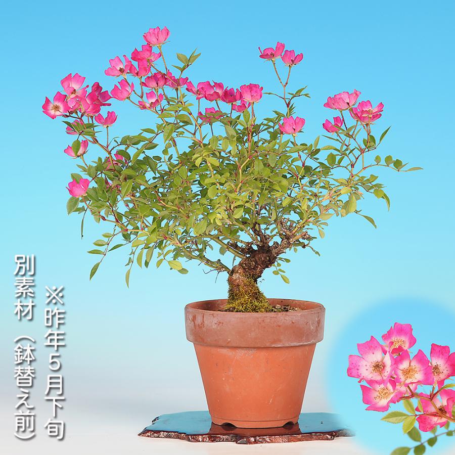 盆栽 野ばら 挿し木10年生 ノバラ 薔薇 花と実が楽しめる 花物盆栽