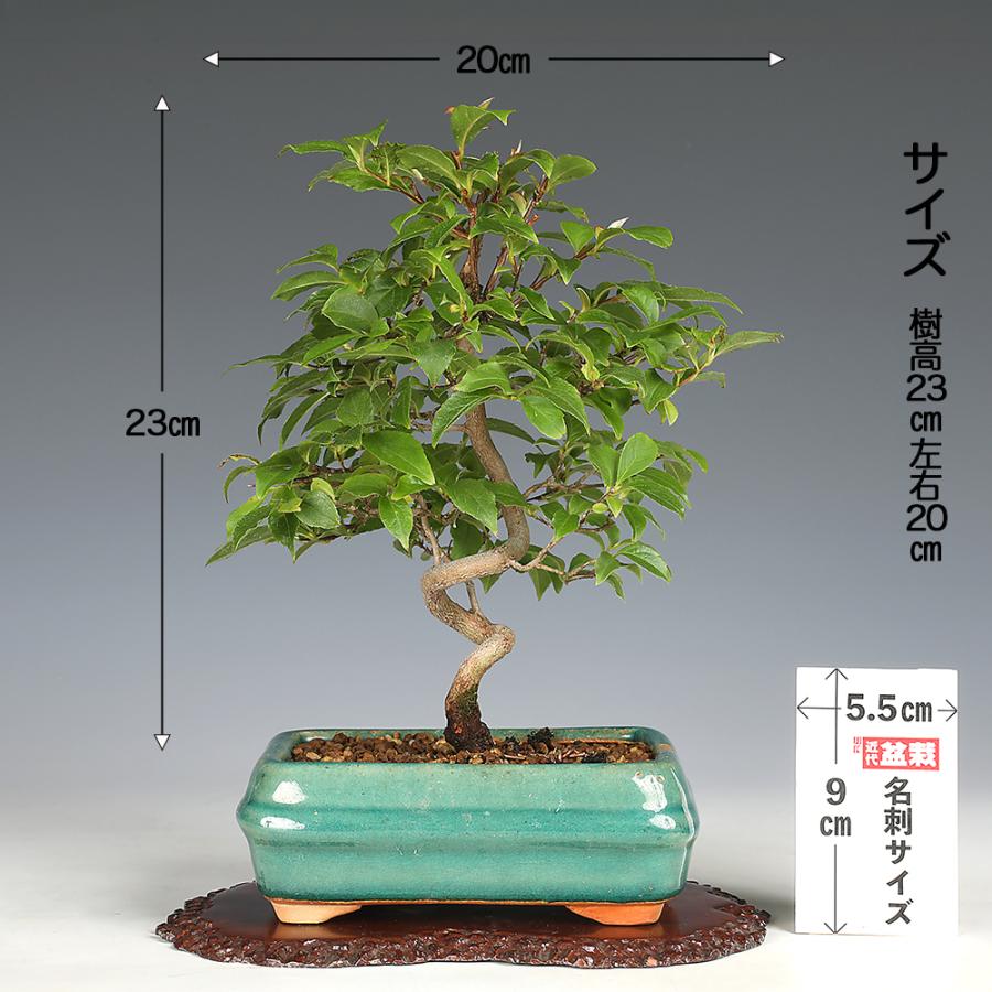 盆栽 姫しゃら 実生5年生 ヒメシャラ 姫沙羅 雑木盆栽 小品盆栽 盆栽