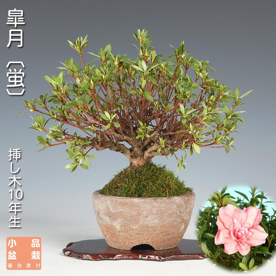盆栽 皐月 蛍 挿し木10年生 サツキ さつき 濃トキ色 桃色 蛍の八重咲き