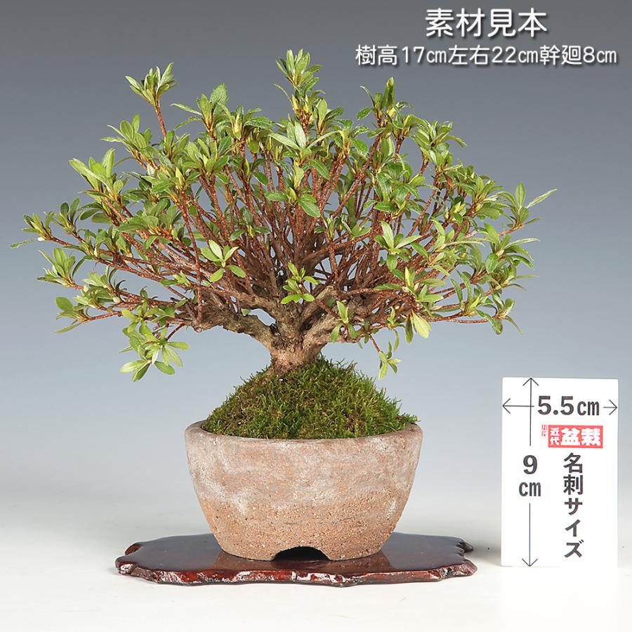 盆栽 皐月 蛍 挿し木10年生 サツキ さつき 濃トキ色 桃色 蛍の八重咲き 