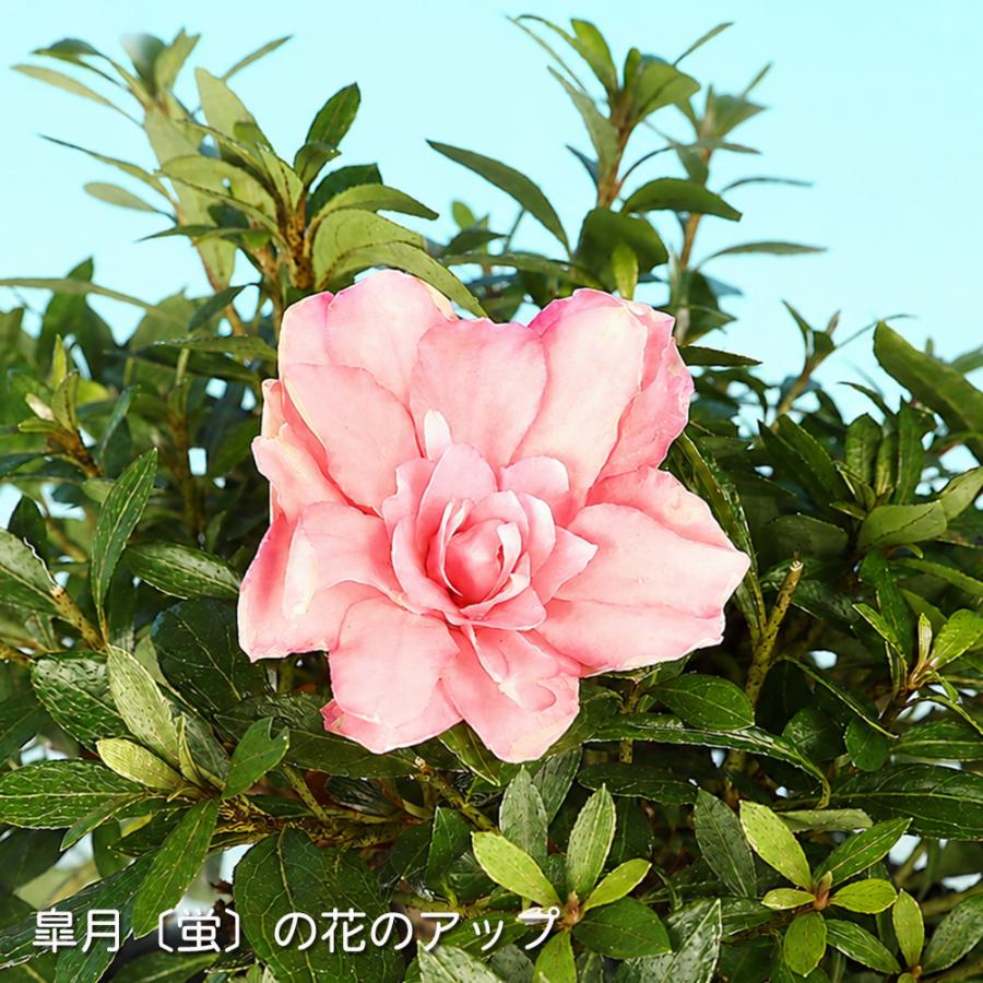 盆栽 皐月 蛍 挿し木10年生 サツキ さつき 濃トキ色 桃色 蛍の八重咲き