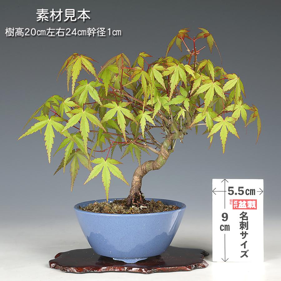 ガチ盆栽】ヤマモミジ 山もみじ 根ばり良い 激古 太幹 小品盆栽 植木