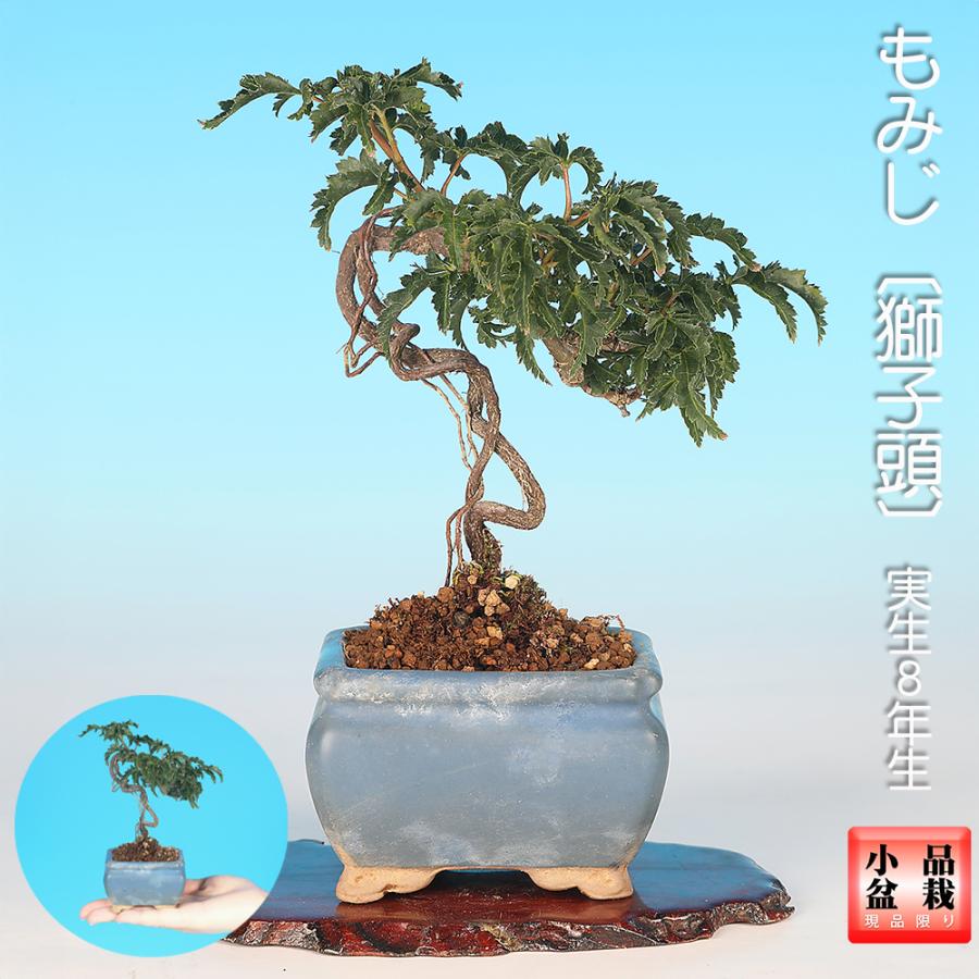 盆栽 もみじ 獅子頭 モミジ シシガシラ 根上り 小品盆栽 ミニ盆栽 葉物