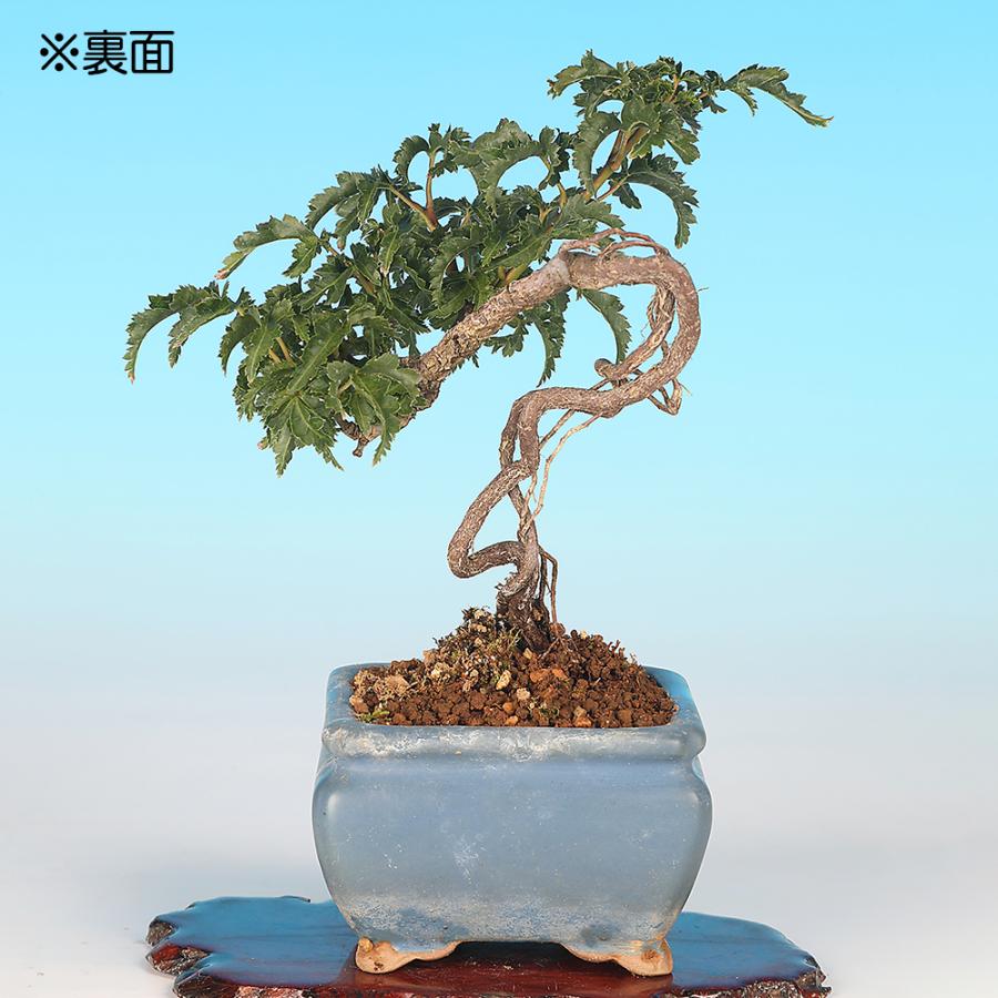 小品盆栽獅子かしらもみじ 【公式通販】