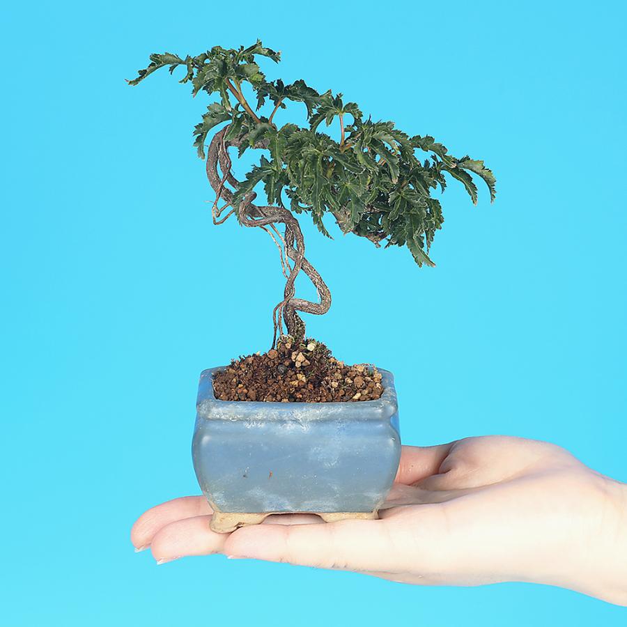 盆栽 もみじ 獅子頭 モミジ シシガシラ 根上り 小品盆栽 ミニ盆栽 葉物