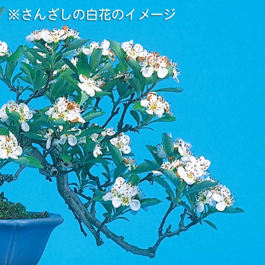 盆栽 さんざし 根伏せ12年生 根上り 山査子 サンザシ 花物盆栽 実物