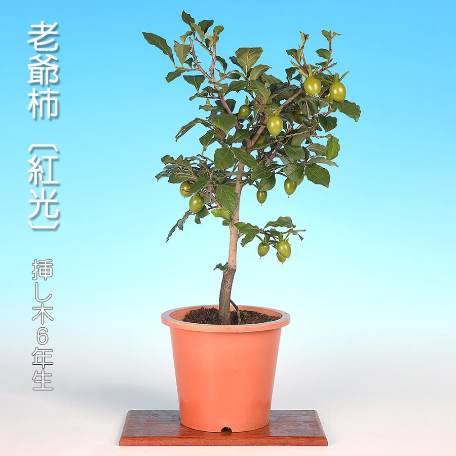 MASTER 老爺柿 ロウヤガキ 雌木 雄木 盆栽 小葉性 (O)(R) 老爺柿 ロウヤガキ 小葉 MASTER 老爺柿 ロウヤガキ 雌木 雄木 盆栽