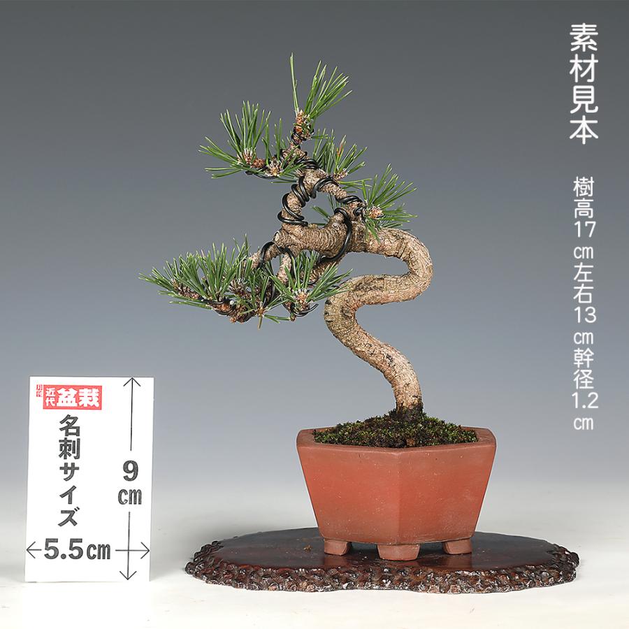 盆栽 黒松 千寿丸 クロマツ 小品盆栽 松盆栽 : 盆栽彩都ヤフー店