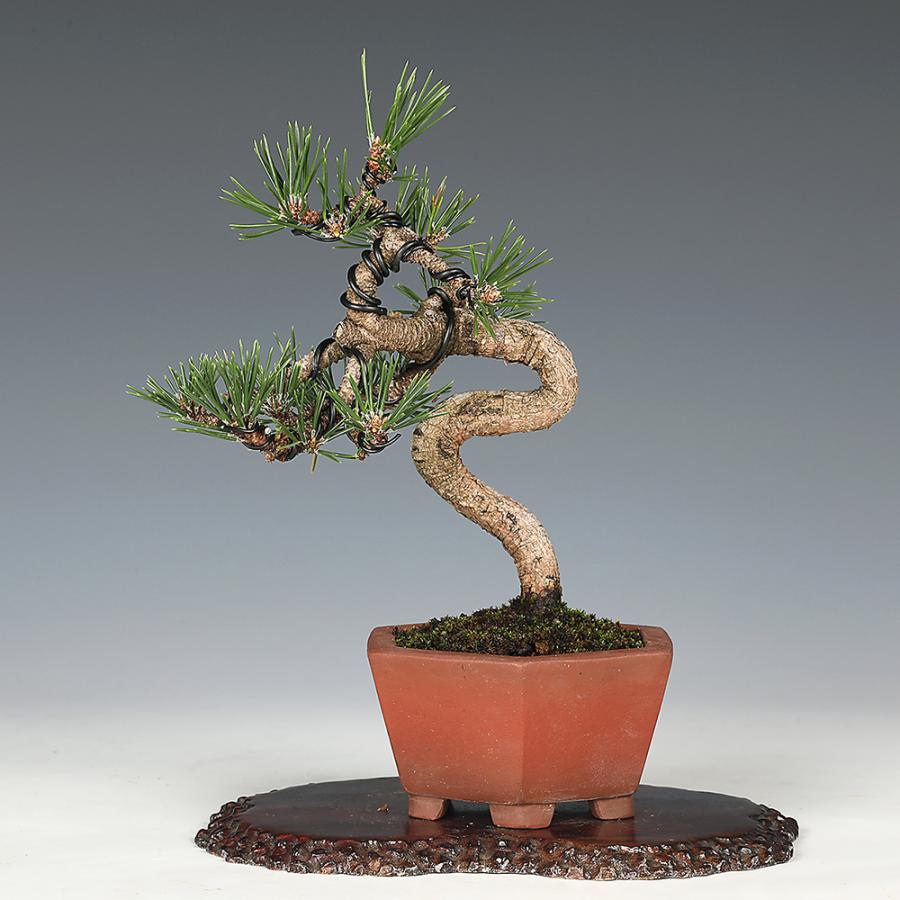 盆栽 黒松 千寿丸 クロマツ 小品盆栽 松盆栽 : 盆栽彩都ヤフー店