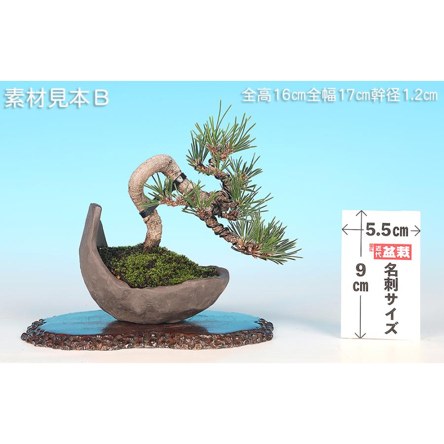 盆栽 黒松 千寿丸 クロマツ 小品盆栽 松盆栽 : 盆栽彩都ヤフー店