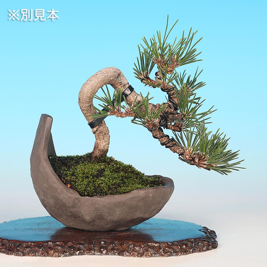 盆栽 黒松 千寿丸 クロマツ 小品盆栽 松盆栽 : 盆栽彩都ヤフー店