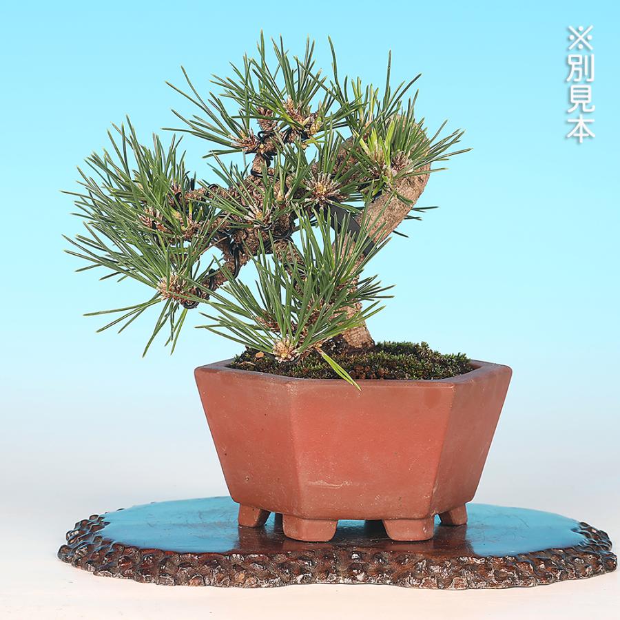 黒松盆栽　千寿丸　75㎝ 盆栽 黒松 千寿丸 クロマツ 小品盆栽 松盆栽 : 盆栽彩都ヤフー店