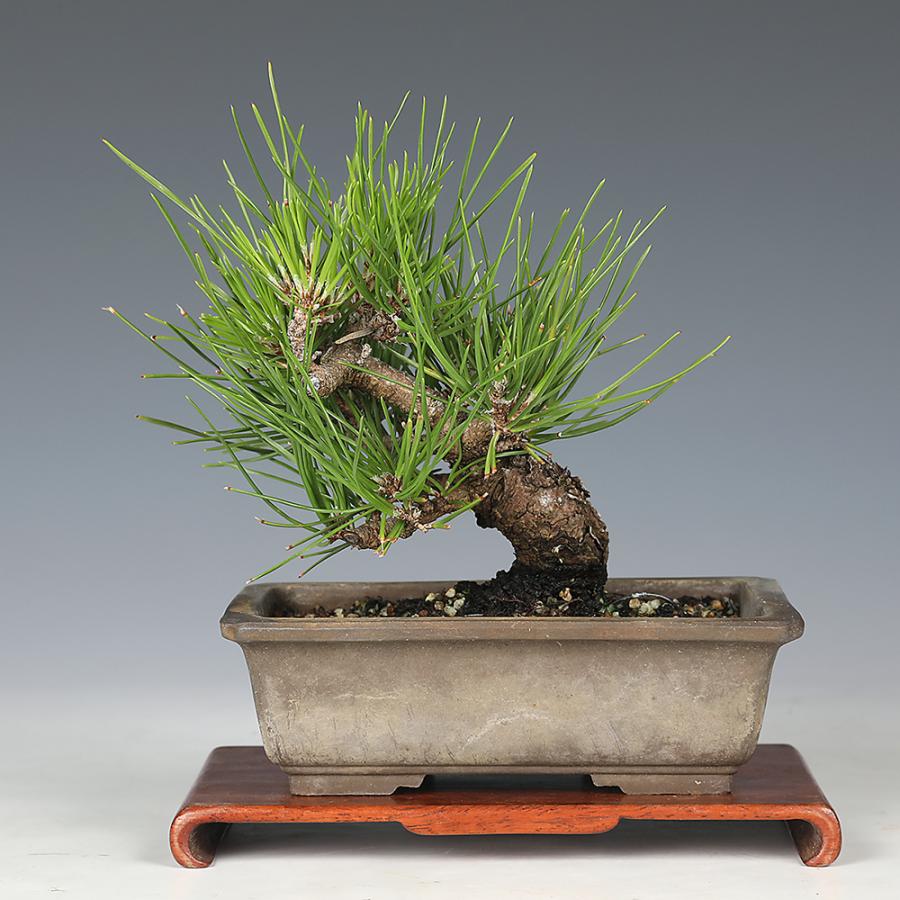 荒皮黒松　小品盆栽　盆栽　黒松 盆栽 黒松 クロマツ 小品盆栽 松盆栽 : 盆栽彩都ヤフー店 - 通販