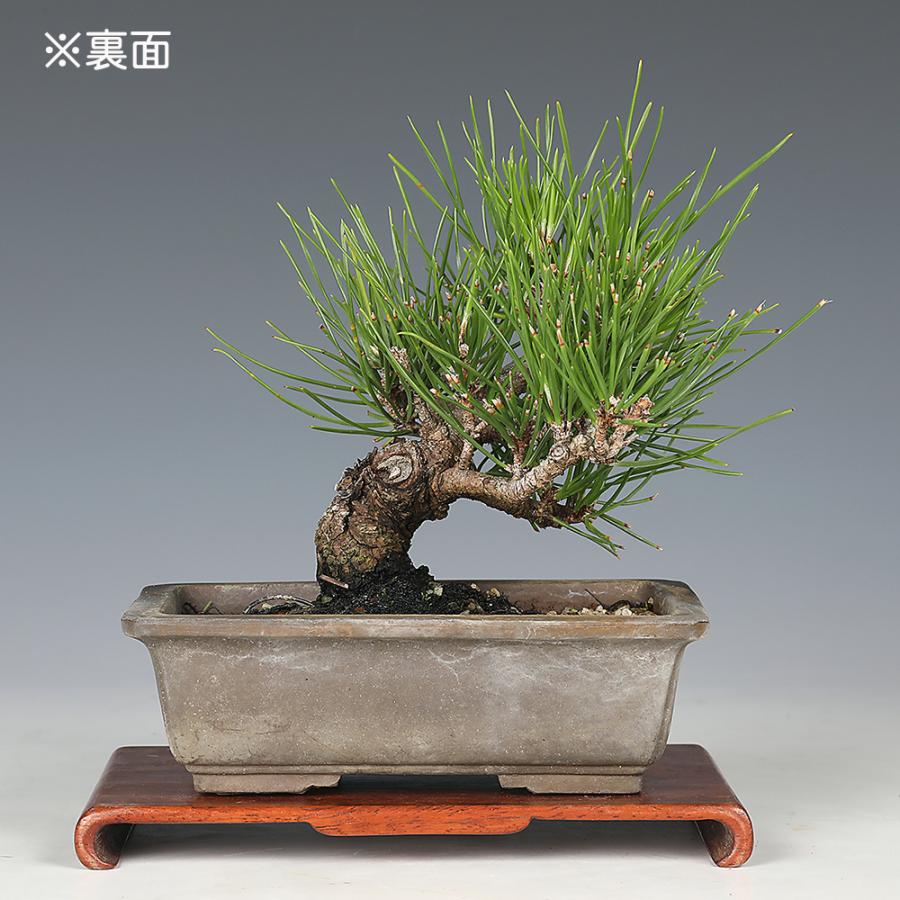 盆栽 黒松 クロマツ 小品盆栽 松盆栽 : 盆栽彩都ヤフー店 - 通販