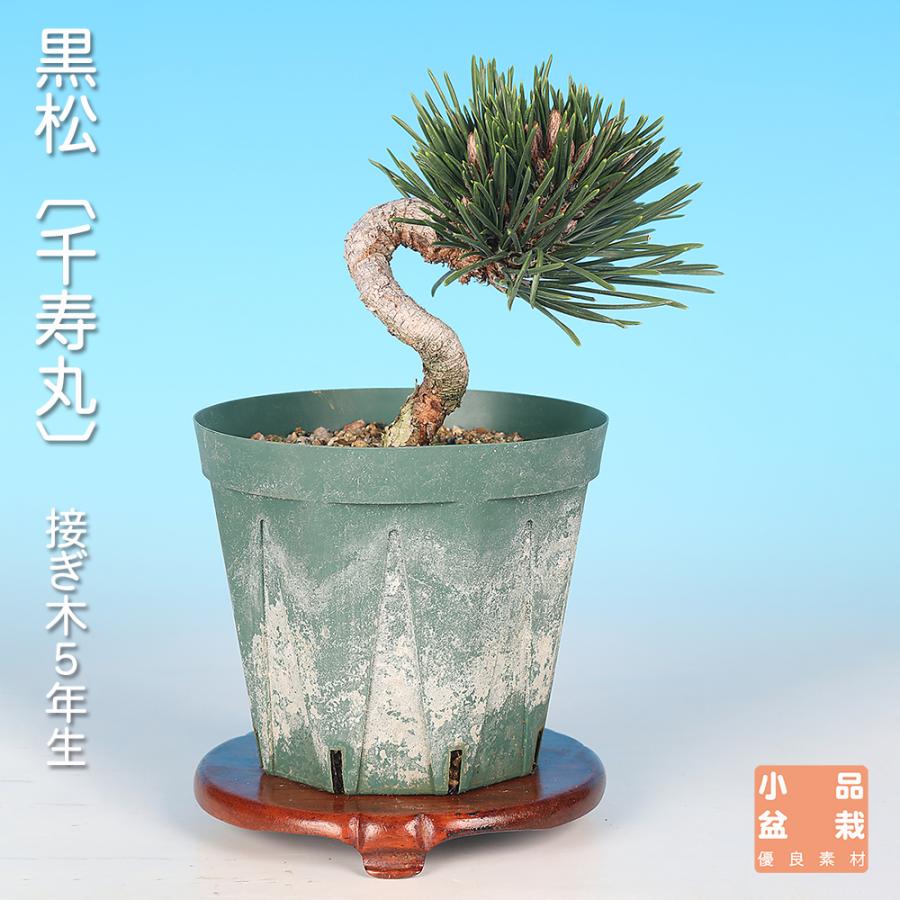 黒松 小品 盆栽 素材 盆栽 黒松 千寿丸クロマツ 接ぎ木5年生 小品盆栽 ミニ盆栽 模様木 盆栽