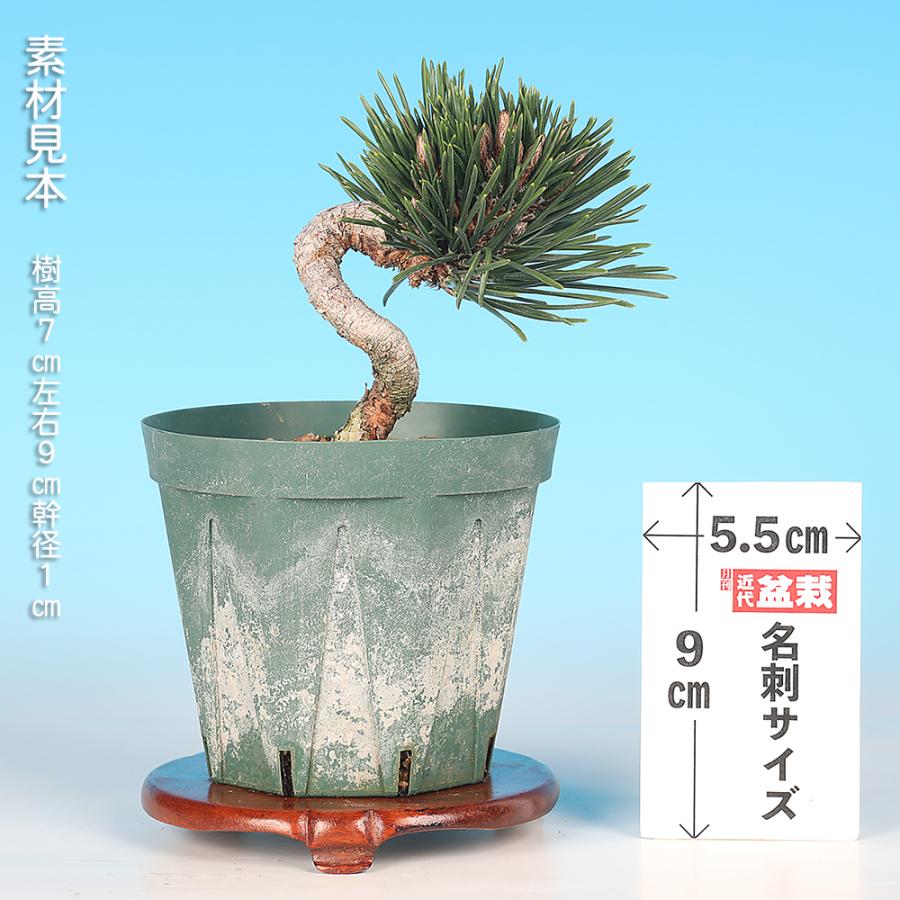 盆栽 黒松 千寿丸クロマツ 接ぎ木5年生 小品盆栽 ミニ盆栽 模様木 盆栽