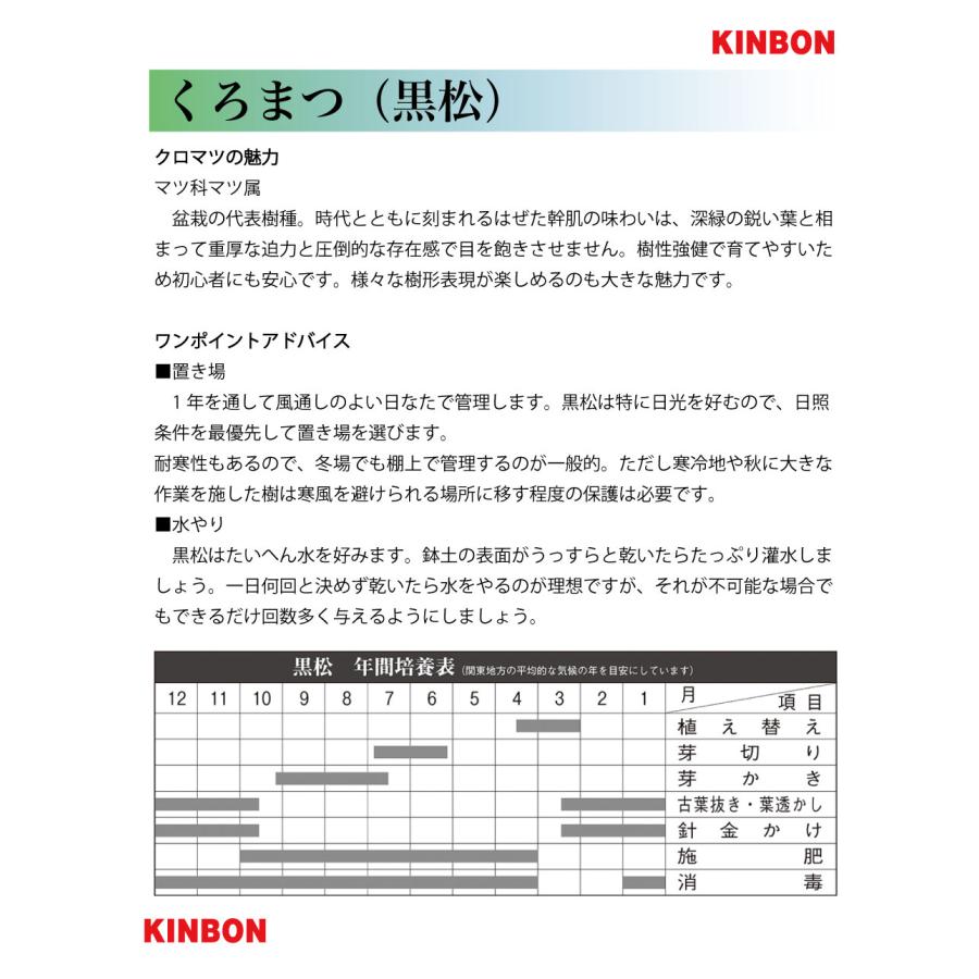 盆栽 黒松 千寿丸クロマツ 接ぎ木5年生 小品盆栽 ミニ盆栽 模様木 盆栽