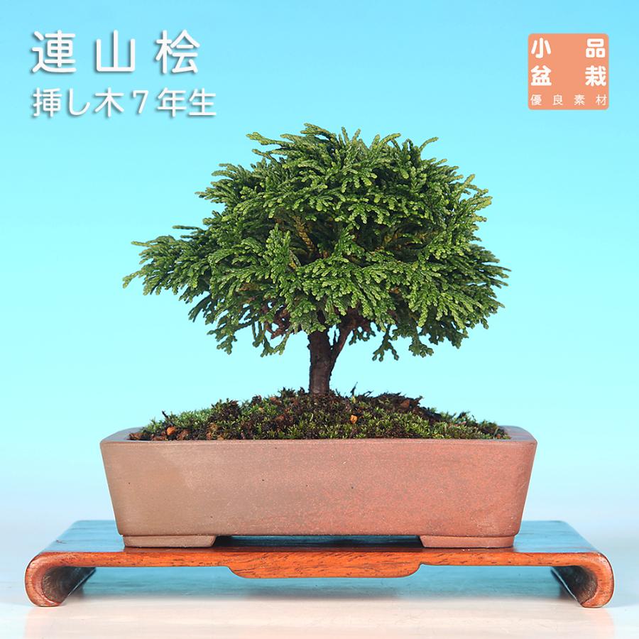 盆栽 連山桧 ヒノキ 檜 八ツ房 松柏盆栽 小品盆栽 ミニ盆栽 盆栽素材