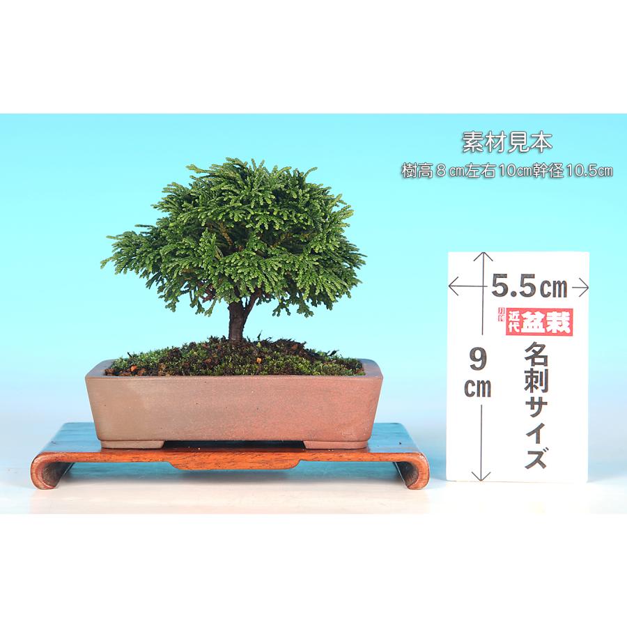 盆栽 連山桧 ヒノキ 檜 八ツ房 松柏盆栽 小品盆栽 ミニ盆栽 盆栽素材
