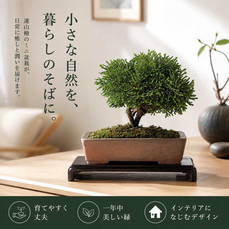 盆栽 連山桧 ミニ盆栽 小品盆栽 れんざんひのき ヒノキ 檜 挿し木7年生