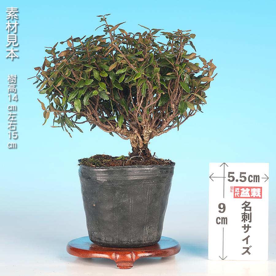 盆栽 『チリメンカズラ』 和風 インテリア ガーデニング 送料無料 b235 盆栽 縮緬かずら チリメンカズラ ちりめんかずら 挿し木10年生 小品