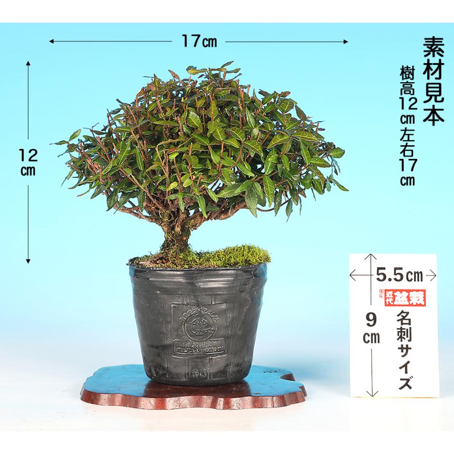 盆栽 縮緬かずら チリメンカズラ ちりめんかずら 挿し木10年生 小品