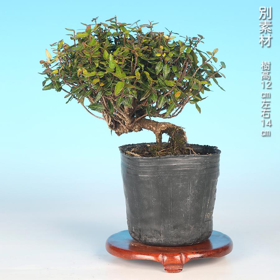 盆栽 縮緬かずら チリメンカズラ ちりめんかずら 挿し木10年生 小品