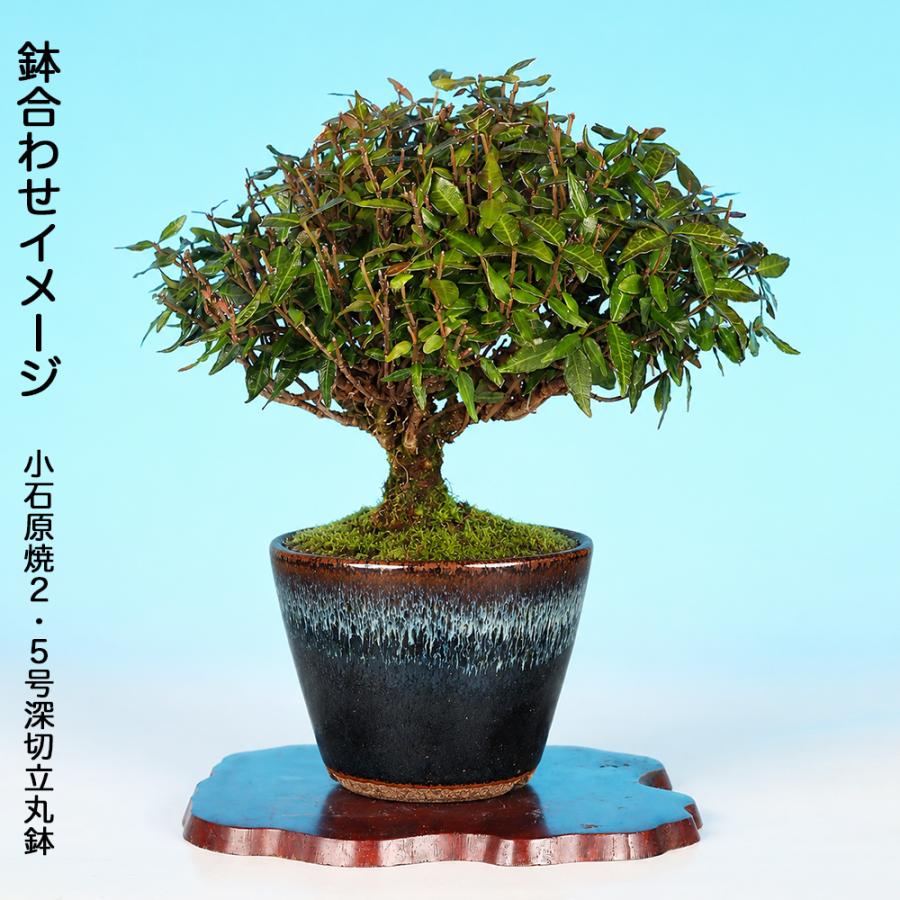 盆栽 縮緬かずら チリメンカズラ ちりめんかずら 挿し木10年生 小品