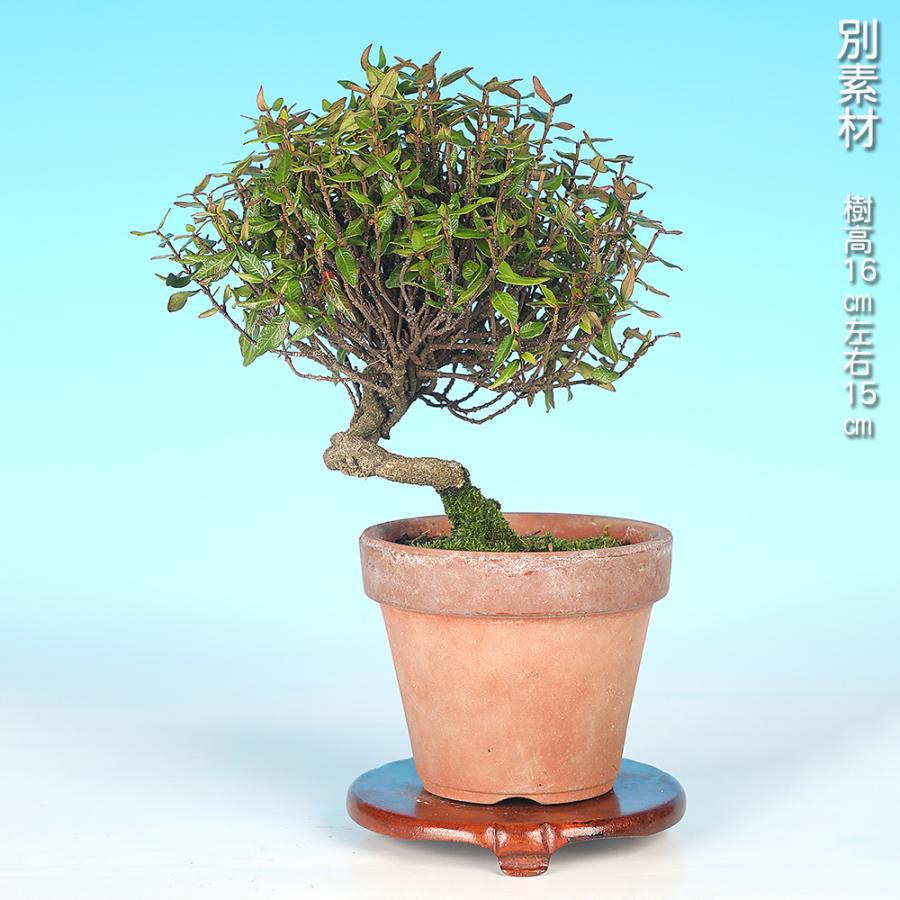盆栽 縮緬かずら チリメンカズラ ちりめんかずら 挿し木10年生 小品