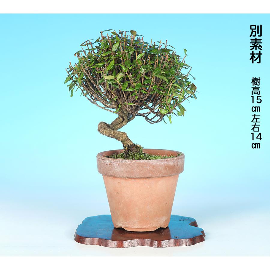 盆栽 縮緬かずら チリメンカズラ ちりめんかずら 挿し木10年生 小品