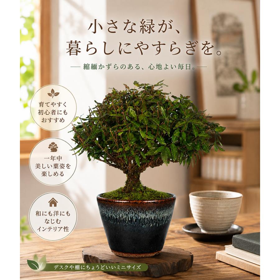 盆栽 縮緬かずら チリメンカズラ ちりめんかずら 挿し木10年生 小品