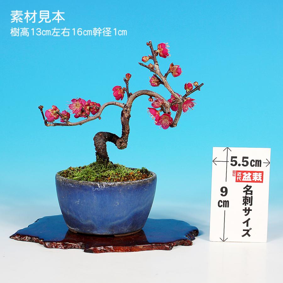 盆栽 梅 佐橋紅 ウメ サバシコウ 紅花 小品盆栽 ミニ盆栽 花物物 盆栽