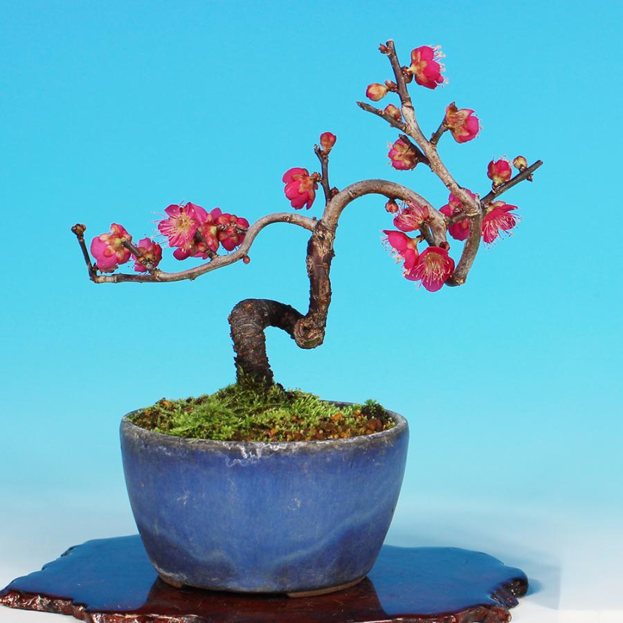 盆栽 梅 佐橋紅 ウメ サバシコウ 紅花 小品盆栽 ミニ盆栽 花物物 盆栽