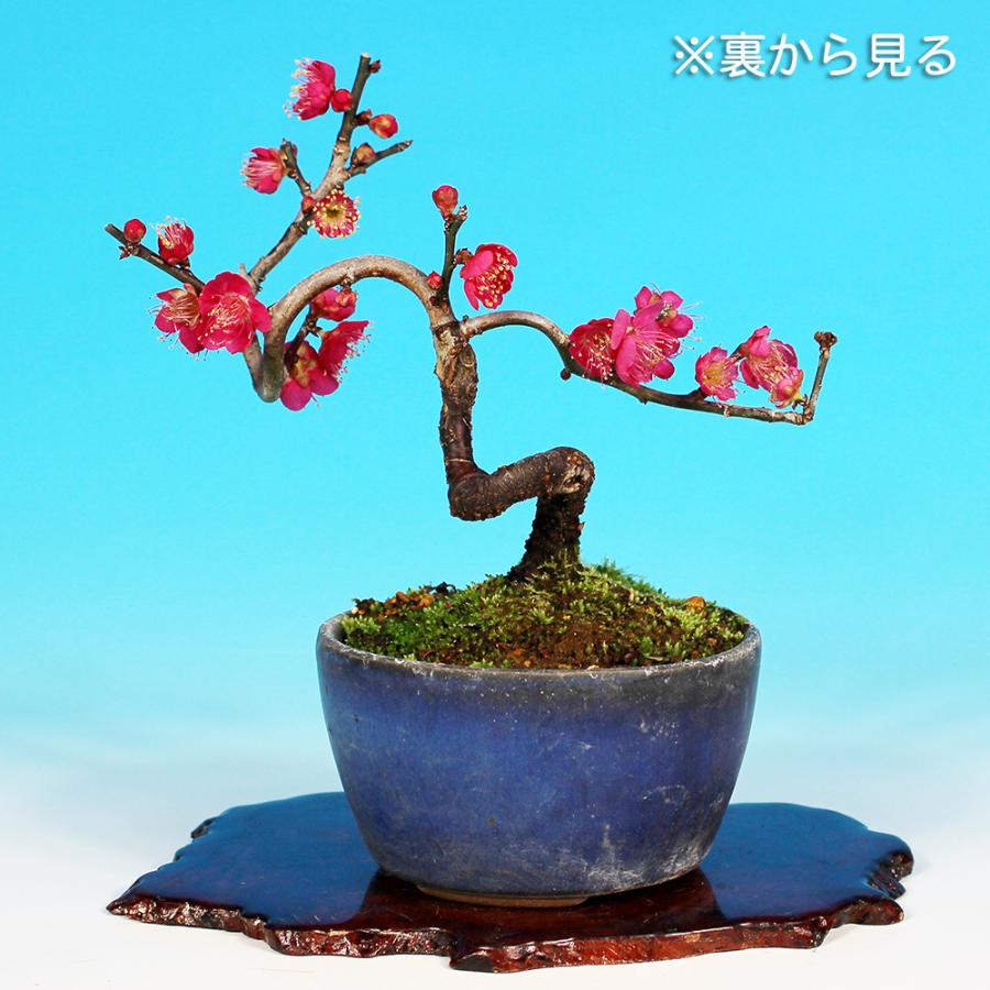 盆栽 梅 佐橋紅 ウメ サバシコウ 紅花 小品盆栽 ミニ盆栽 花物物 盆栽