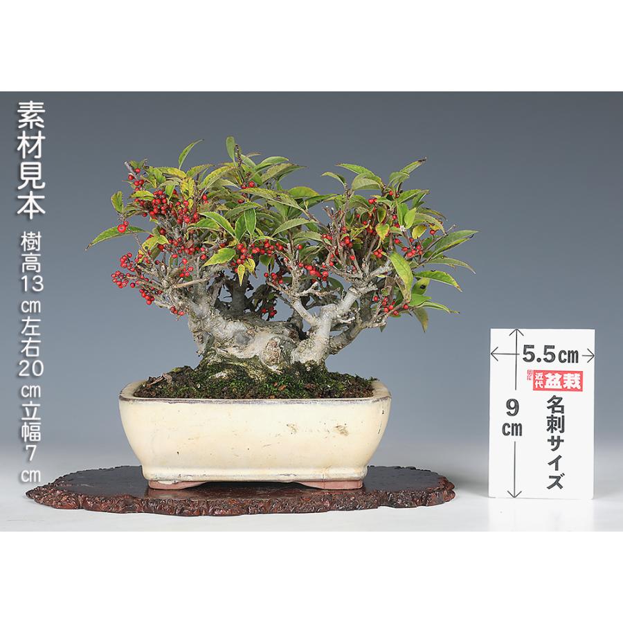 盆栽 小姓梅 コショウバイ 小姓ウメモドキ 小品盆栽 ミニ盆栽 実物