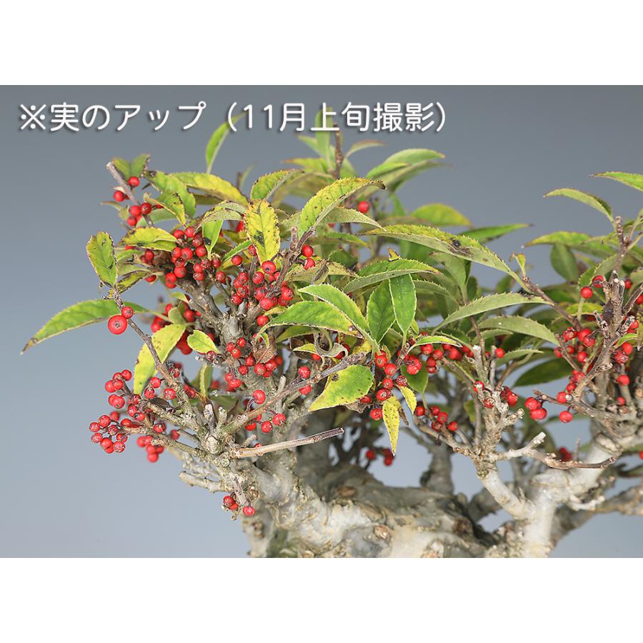 盆栽 小姓梅 コショウバイ 小姓ウメモドキ 小品盆栽 ミニ盆栽 実物