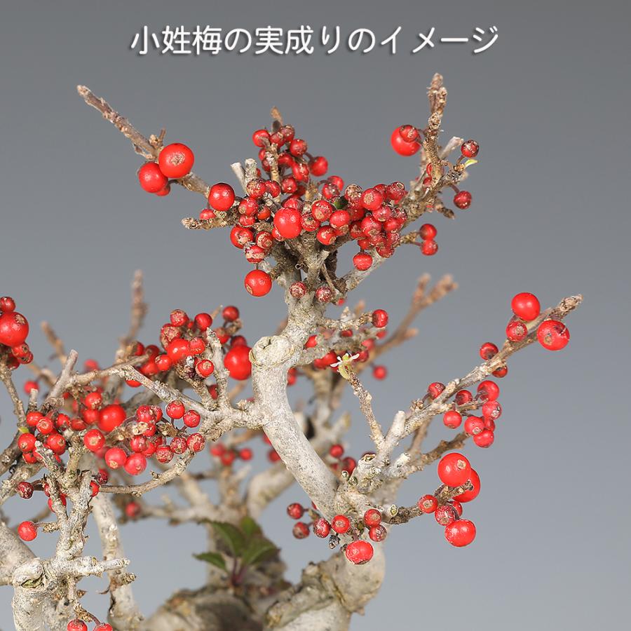 盆栽 小姓梅 コショウバイ 小姓ウメモドキ 小品盆栽 ミニ盆栽 実物