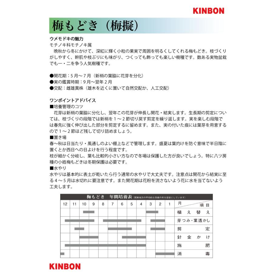 盆栽 小姓梅 コショウバイ 小姓ウメモドキ 小品盆栽 ミニ盆栽 実物