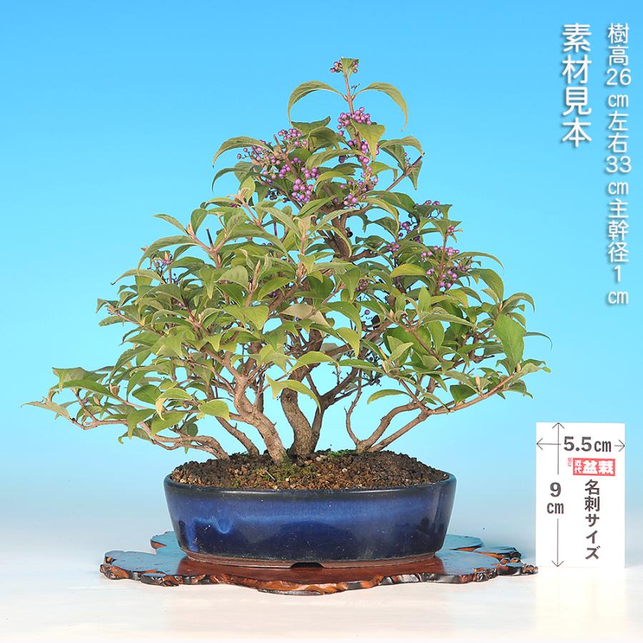 りょう 盆栽 紫式部 実沢山 盆栽 紫式部 寄せ植え ムラサキシキブ 小品盆栽 ミニ盆栽 実物 盆栽