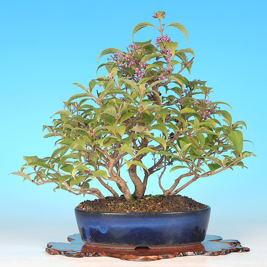 りょう 盆栽 紫式部 実沢山 盆栽 紫式部 寄せ植え ムラサキシキブ 小品盆栽 ミニ盆栽 実物 盆栽