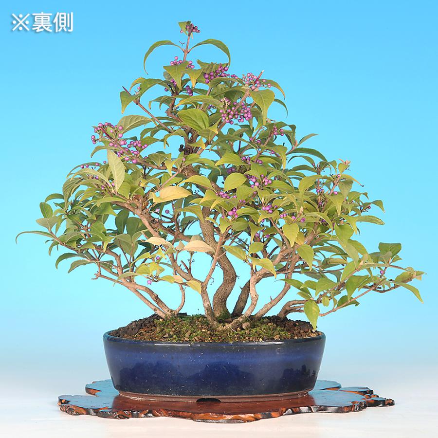 盆栽 紫式部 寄せ植え ムラサキシキブ 小品盆栽 ミニ盆栽 実物 盆栽