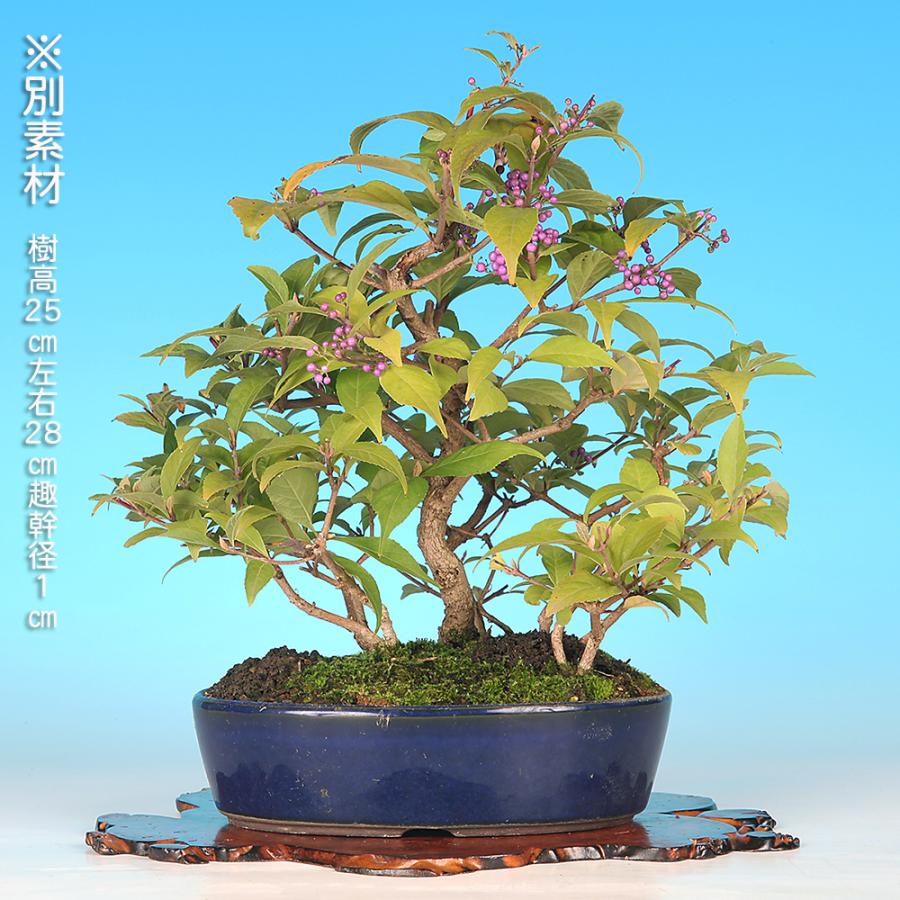 ムラサキシキブ　小品盆栽 盆栽 紫式部 寄せ植え ムラサキシキブ 小品盆栽 ミニ盆栽 実物 盆栽