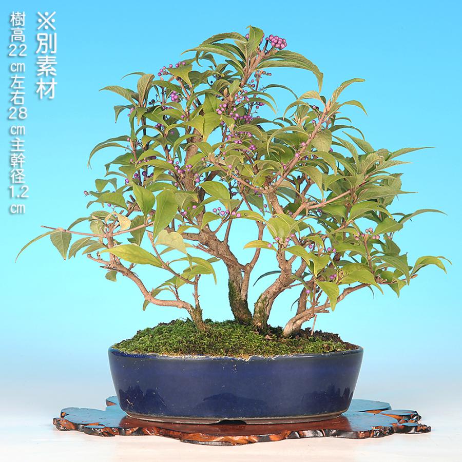 盆栽 紫式部 寄せ植え ムラサキシキブ 小品盆栽 ミニ盆栽 実物 盆栽