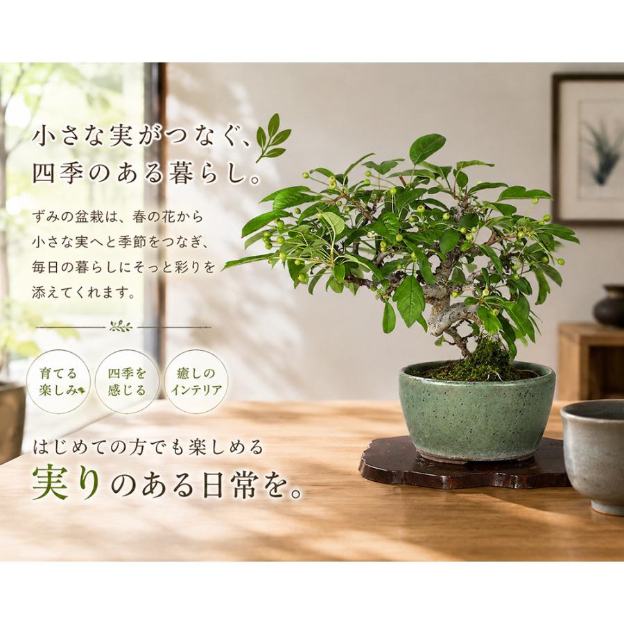 盆栽 ずみ 酢実 ズミ 小品盆栽 ミニ盆栽 実物 黄実 黄色の実 名人が