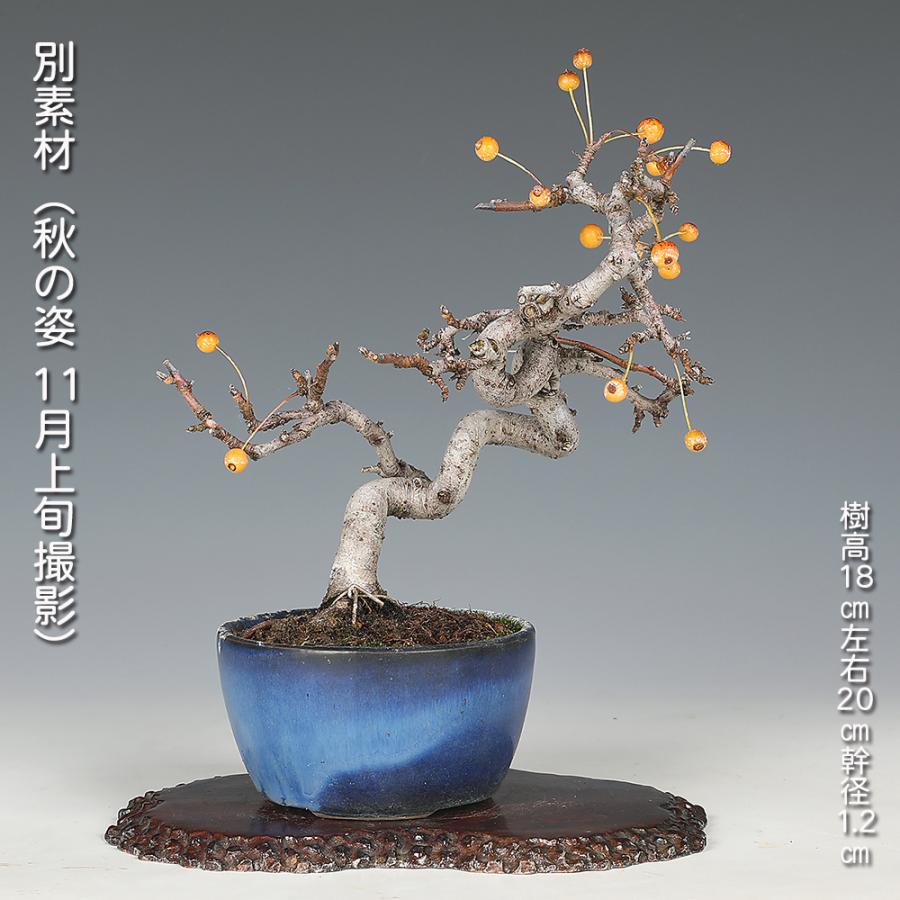 美芸　小品盆栽 盆栽 ずみ 酢実 ズミ 小品盆栽 ミニ盆栽 実物 黄実 黄色の実 名人が